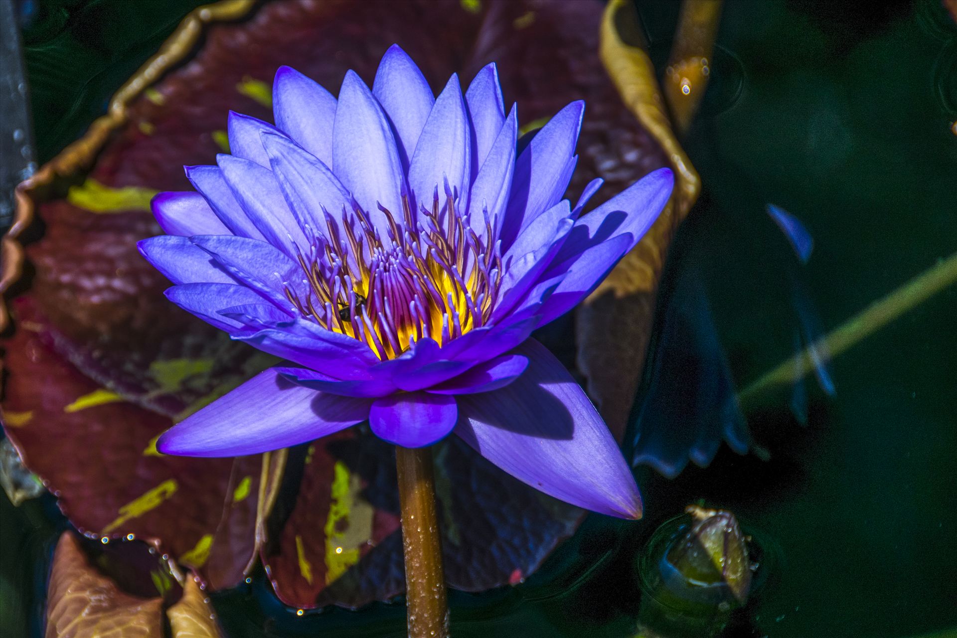Water Lily.jpg -  by Dennis Rose