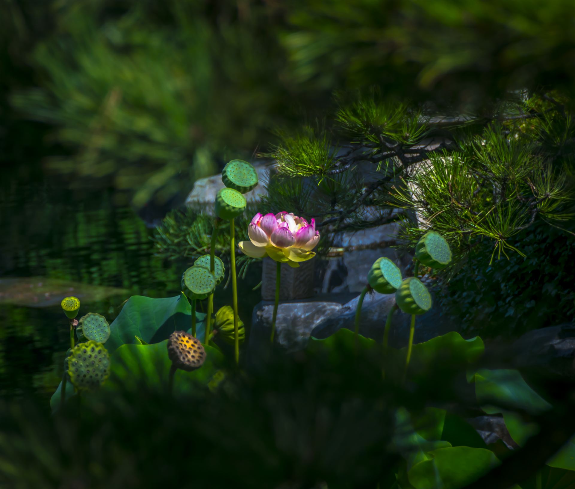 Secret Garden.jpg -  by Dennis Rose