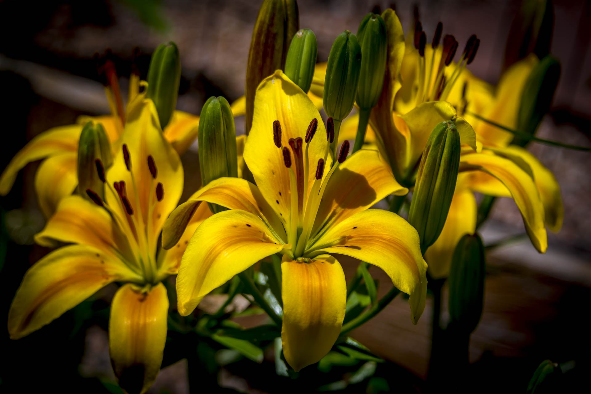 Lilies from the Garden.jpg - Lilies from the Garden by Dennis Rose