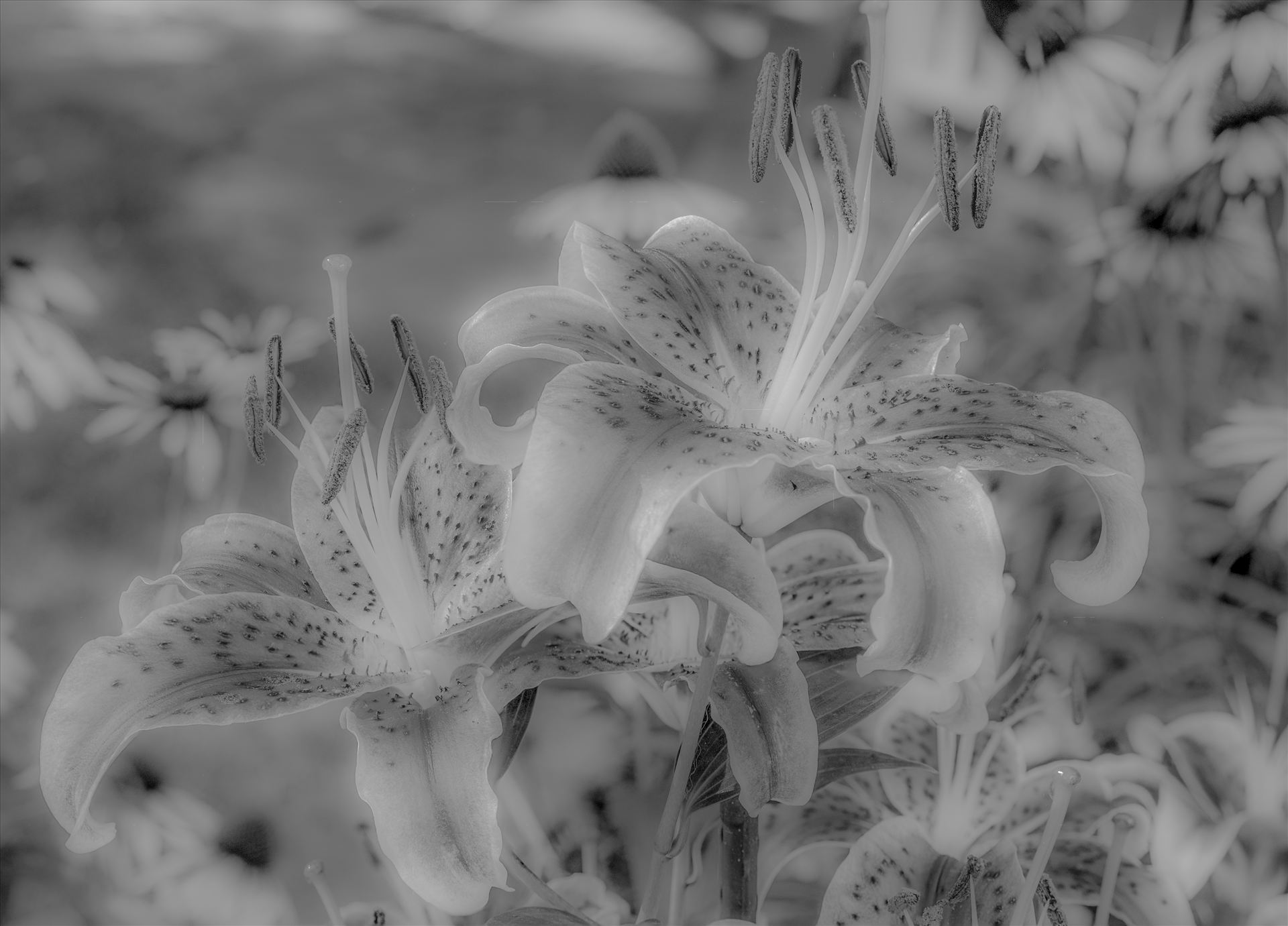 Negative Lilies.jpg -  by Dennis Rose