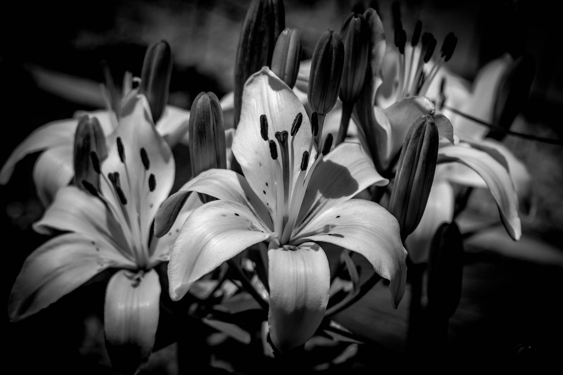 B\x26W Lilies from the Garden.jpg - Lilies in the Garden - Black and White by Dennis Rose