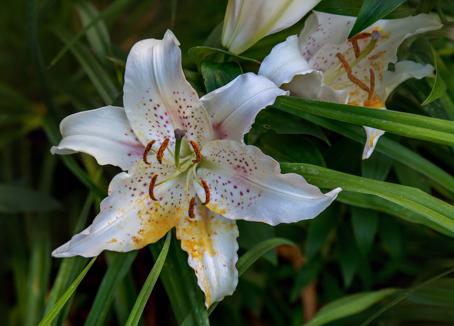 Lily from the Garden.jpg - Lilies from the Garden by Dennis Rose