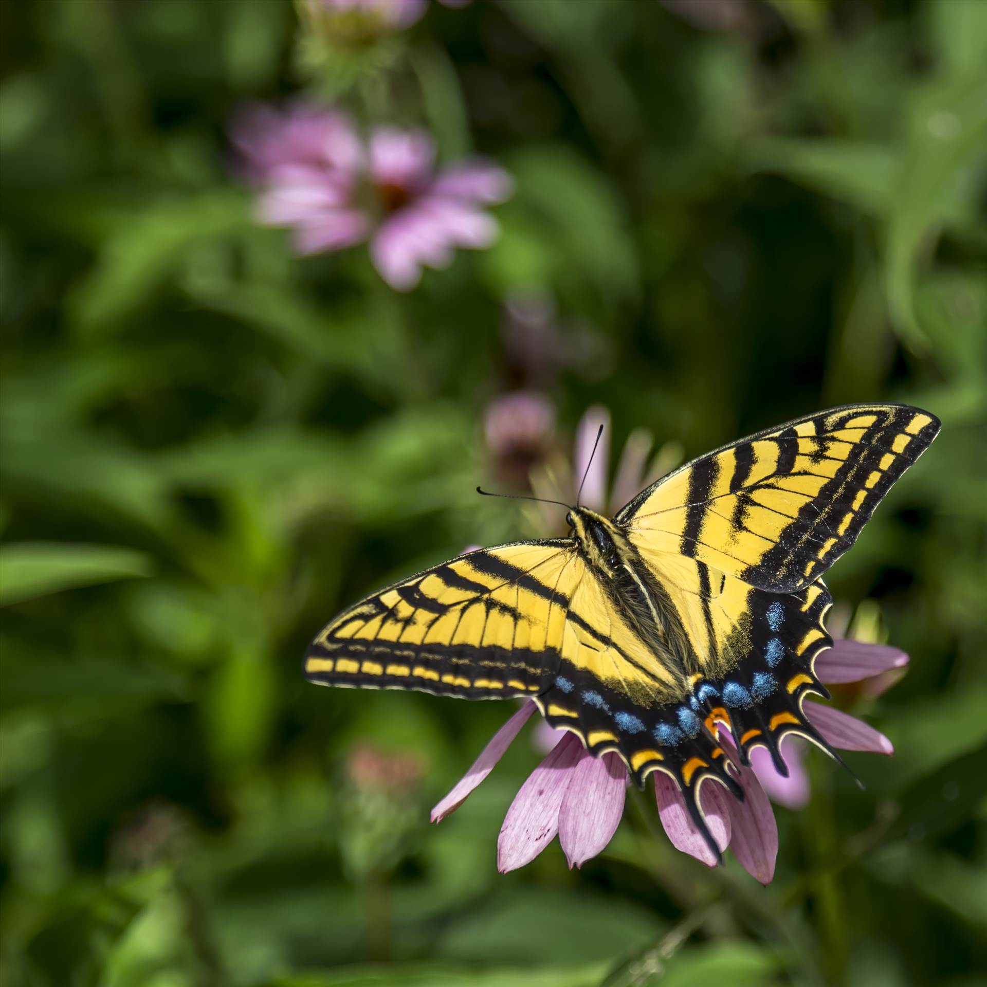 Swallowtail Butterfly.jpg - Swallow Tail Butterfly by Dennis Rose