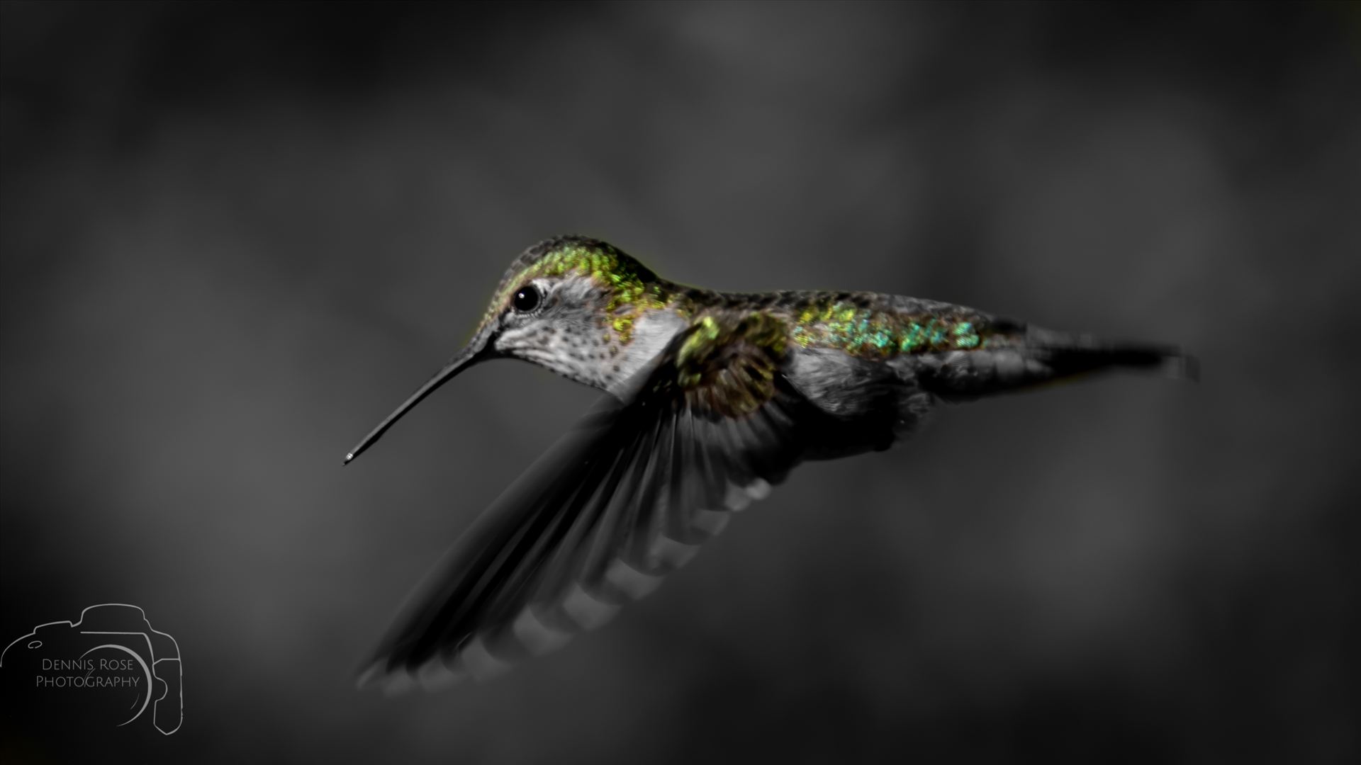 Hummingbirds - 